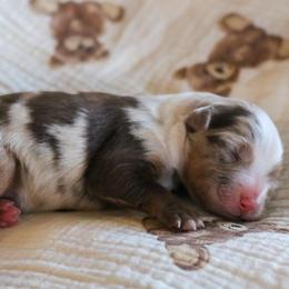 Sparrow - Red merle female Miniature Australian Shepherd puppy in Melbourne, Florida from True Spirited Aussies