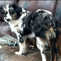 Milkshake - Blue merle Miniature Australian Shepherd puppy in Crosby, Texas from TriplecminiaussiesAndCorgis