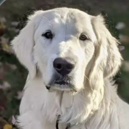 Belle - Golden Retriever