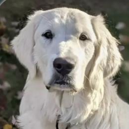 Belle - Golden Retriever