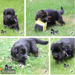 Poppy, Sage and Violet 2 - Black and red female German Shepherd puppy in Spencer, Wisconsin from T Double B LLC