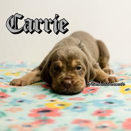 Carrie - Liver and tan female Bloodhound puppy in Wamego, Kansas from Flint Hills Hounds