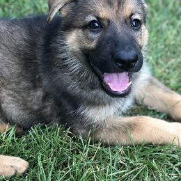 German Shepherd Puppies from Wurdevoll Kennels