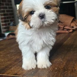 Gabby - Gold and white female Shih Tzu puppy in Stroudsburg, Pennsylvania from Puppyville Pa Shih Tzu & frenchies