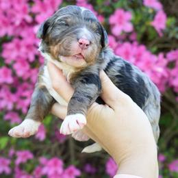 Magnolia - Merle female Bernedoodle puppy in Folsom, Louisiana from DoodlesFarmCo