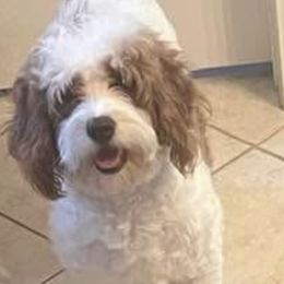 Lilly - Cavapoo