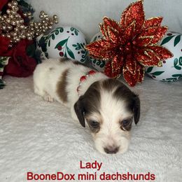 Lady - Piebald female Dachshund puppy in Lexington, Oklahoma from BooneDox Miniature Dachshunds