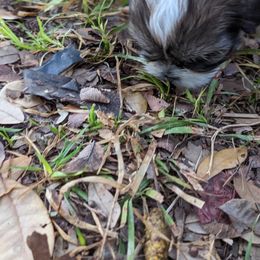 Shih Tzu Puppies from We Shih Tzu Not!