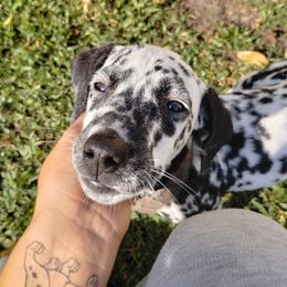 Annastasia - White and black Dalmatian puppy in Lakeland, Florida from Anni's Spots