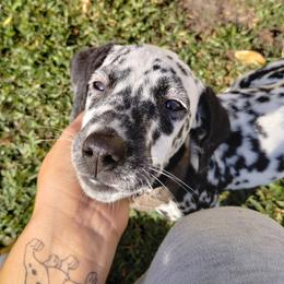 Annastasia - White and black Dalmatian puppy in Lakeland, Florida from Anni's Spots