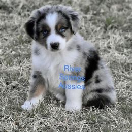 Miniature Australian Shepherd, Shih Tzu, and Toy Australian Shepherd Puppies from River Springs Aussies