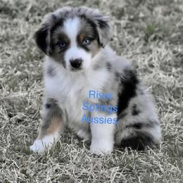 Miniature Australian Shepherd, Shih Tzu, and Toy Australian Shepherd Puppies from River Springs Aussies