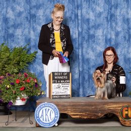 GRCH Goose - Yorkshire Terrier