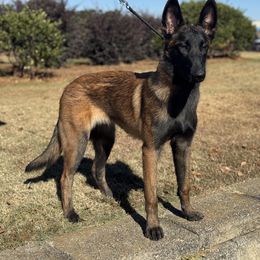 Belgian Malinois Puppies from Fromage Malinois
