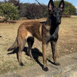 Belgian Malinois Puppies from Fromage Malinois