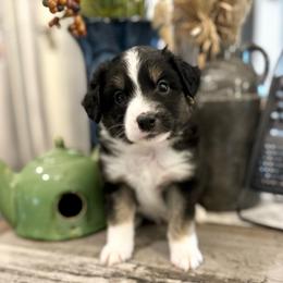 Boy 2 - Black tri-color male Australian Shepherd puppy in Eustis, Florida from AUSSIELIFEFARMS, LLC
