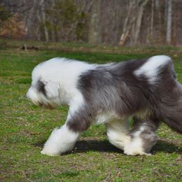 Charlie - Old English Sheepdog