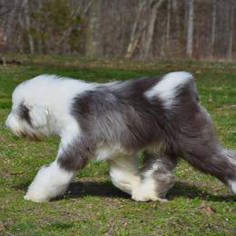 Charlie - Old English Sheepdog
