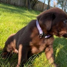 Labrador Retrievers from Triple Command Kennels