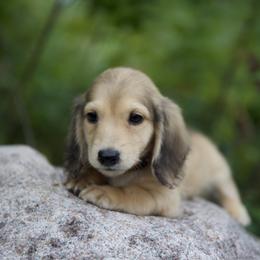 Boy 2 - male Dachshund puppy in Crystal, Michigan from Mare-bella Dachshunds