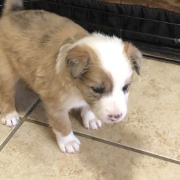 Border Collie Puppies from Burke BC’s