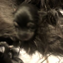 Miniature Schnauzer and Poodle Puppies from Bits & Bytes Farm