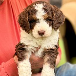 Koda Bear - Tri-color male Bernedoodle puppy in Royse City, Texas from Platinum Bernedoodles of Texas