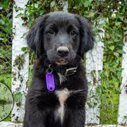 Border Collie, Golden Retriever, and Sporty Mix Puppies from Turbo Border Collies & Coltrievers
