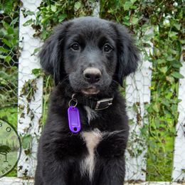 Border Collie, Golden Retriever, and Sporty Mix Puppies from Turbo Border Collies & Coltrievers
