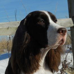 Cirneco dell’Etnas and English Springer Spaniels from Wynmoor Springers