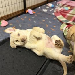 Labrador Retriever Puppies from Knotty Creek Labradors