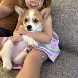 Red - Pembroke Welsh Corgi puppy in Tampa, Florida from Everglade Corgis
