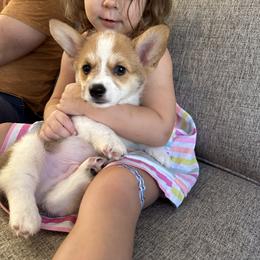 Red - Pembroke Welsh Corgi puppy in Tampa, Florida from Everglade Corgis