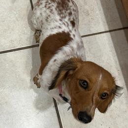 Bailey - Dachshund