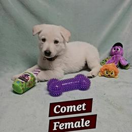 Comet (Brown) - White female German Shepherd puppy in Bedias, Texas from TiPi S Ranch's German Shepherds