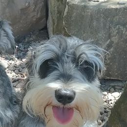 Dachshunds, Miniature Schnauzers, and Shih Tzus from Love My Tzus
