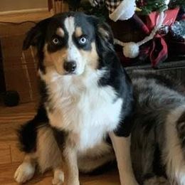 Australian Shepherd Puppies from Soggy Bottom Farms