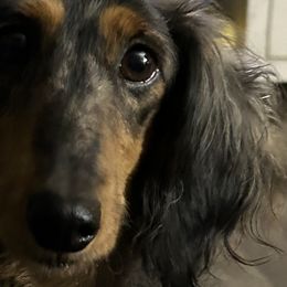 Dachshunds and Shihpoos from Fair Farm Puppies