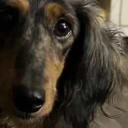 Dachshunds and Shihpoos from Fair Farm Puppies