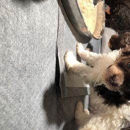 Aussiedoodle and Poodle Puppies from Ohana Companions