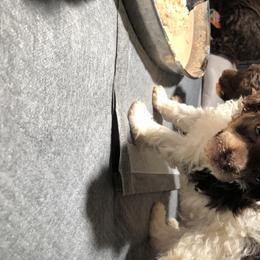 Aussiedoodle and Poodle Puppies from Ohana Companions