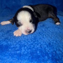 Clancy - Black tri male Miniature American Shepherd puppy in Godley, Texas from Bradley Kennels