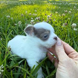 Everest (lilac spotted) - Blue and white male Chihuahua puppy in Laurel, Mississippi from Home of Tiny Chihuahuas