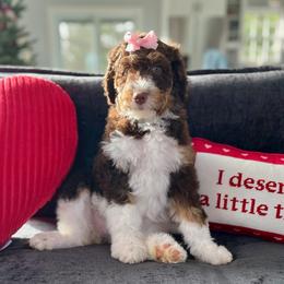 Pumpkin - Tri-color female Bernedoodle puppy in Harpers Ferry, West Virginia from Oso Perfect Poodles and Doodles