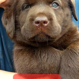Labrador Retriever Puppies from Rebellion Labradors