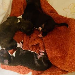 Shih Tzu Puppies from Smashville Shih-Tzus