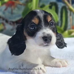 Fern 2125 - Piebald female Dachshund puppy in Ben Wheeler, Texas from Anytime Dachshunds by D.B.