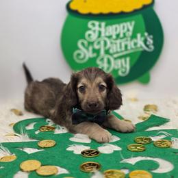 Jackson - Cream male Dachshund puppy in Norwood, Missouri from Madra's Dashing Doxies