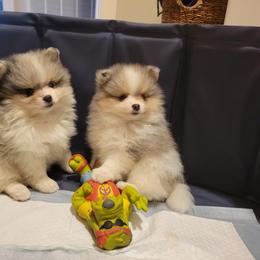 Pomeranian Puppies from Pitter Patter Poms