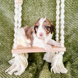 Poppy - Merle female Labradoodle puppy in Elizabeth City, North Carolina from Howdy Doodles